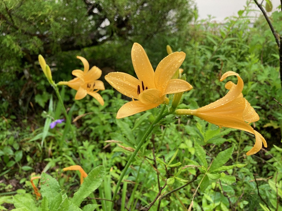 ニッコウキスゲの花の写真
