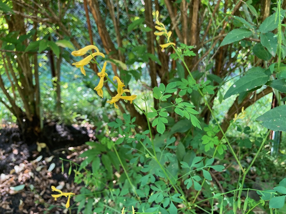 ナガミノツルキケマンの花の写真