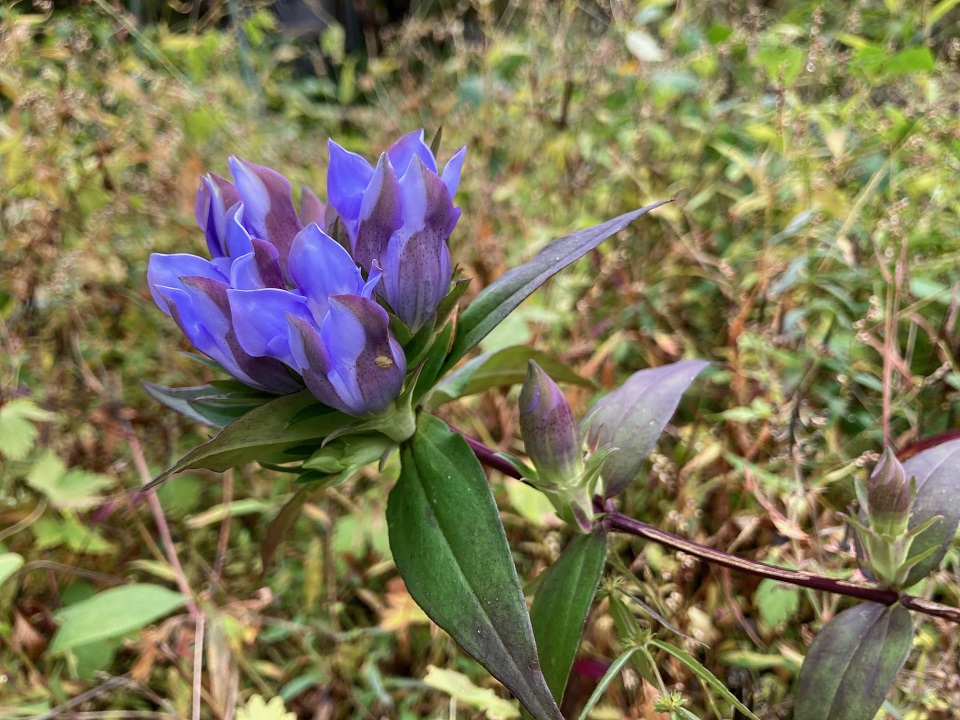 リンドウの花の写真