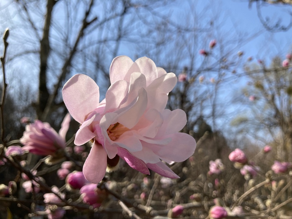 ワダコブシの花の写真