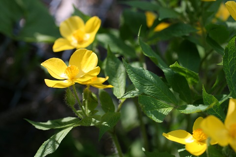 ヤマブキソウの花の写真