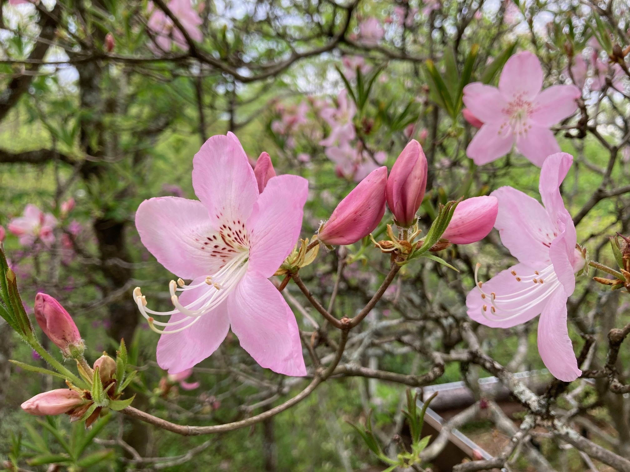 クロフネツツジの花の写真