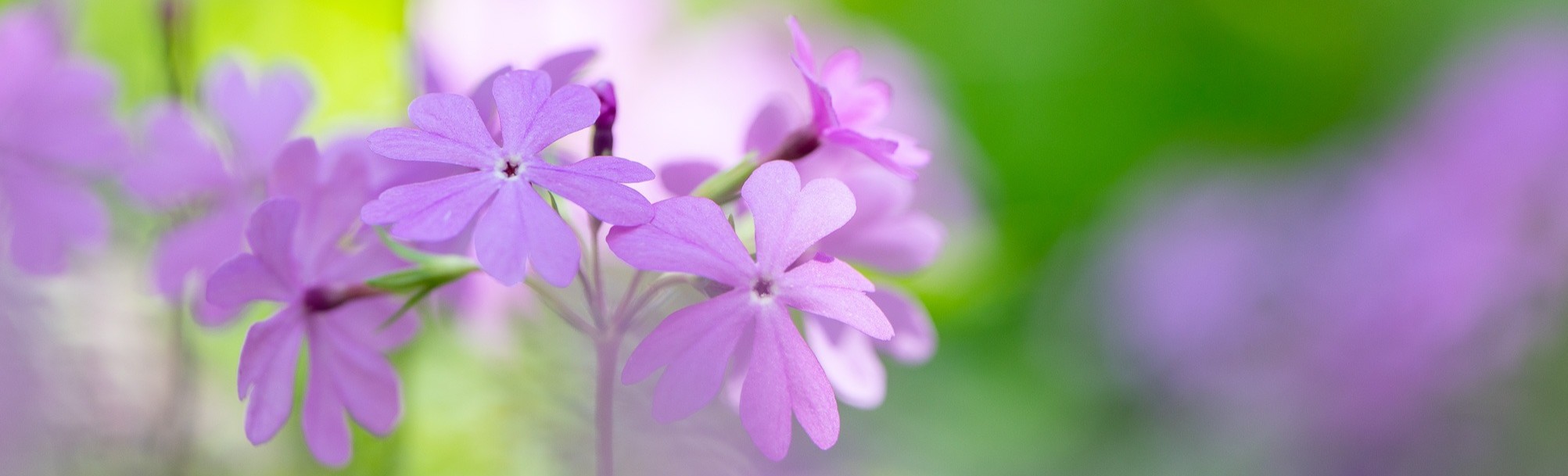 サクラソウ（町花）の画像