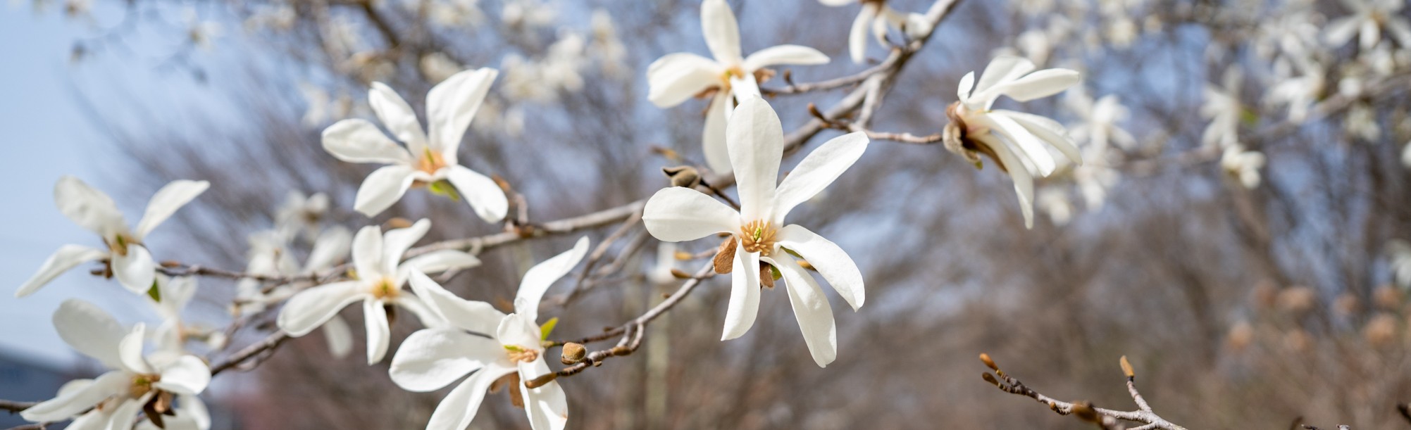 コブシ（町木）の画像