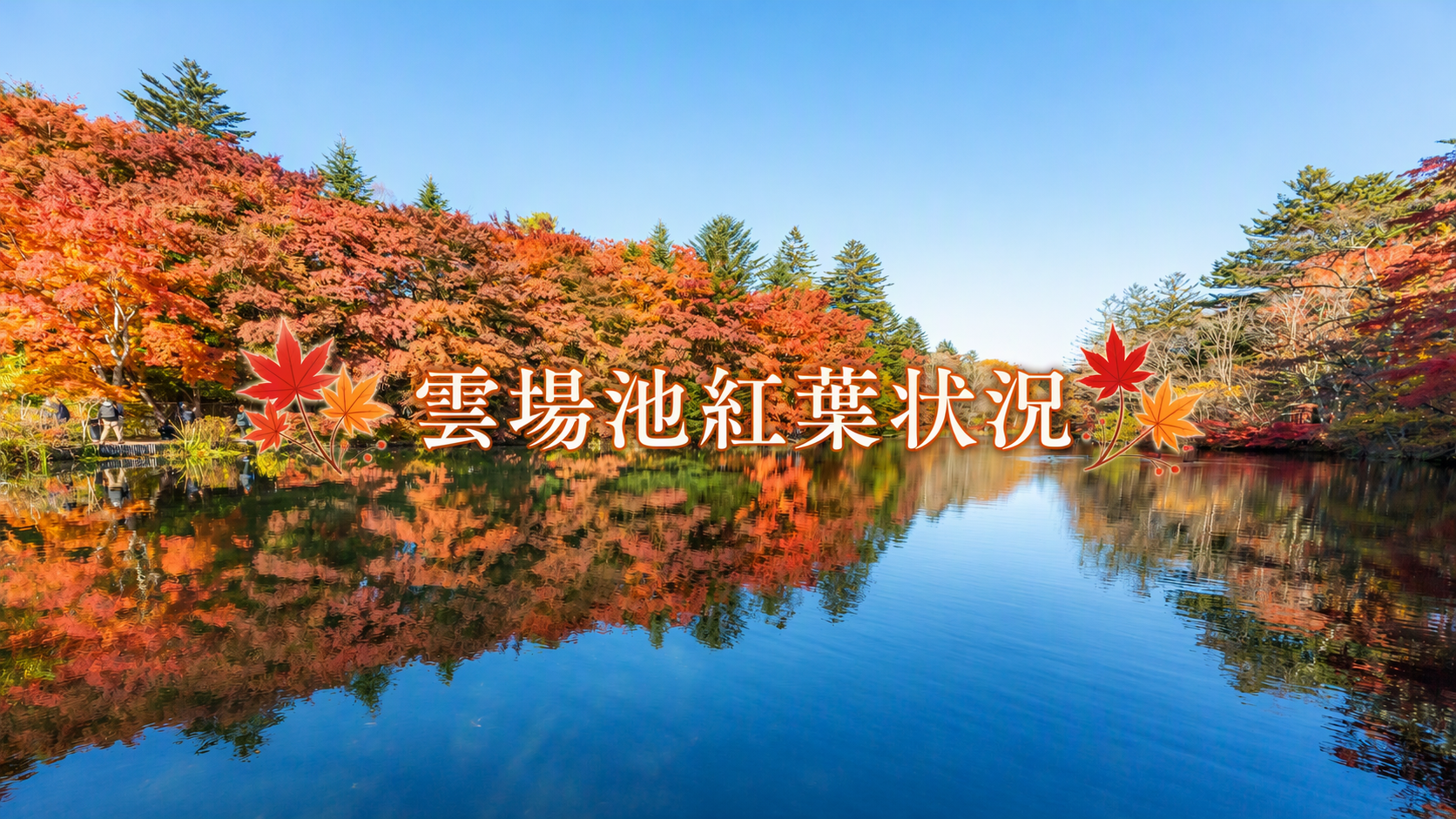 雲場池紅葉状況の画像