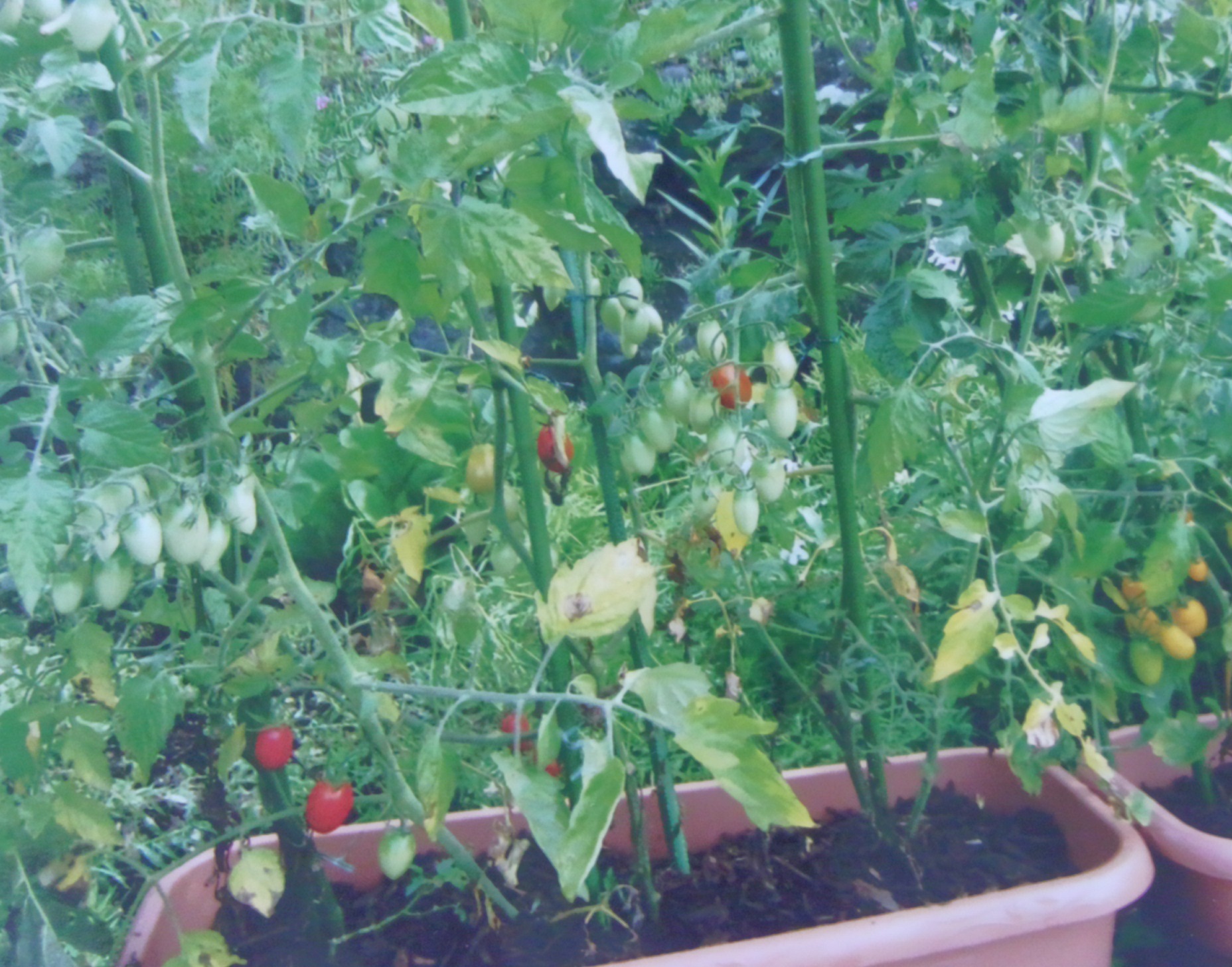 生ごみ処理機を使って作られた肥料を使って育ったミニトマトの写真