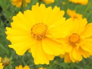 オオキンケイギクの花の画像