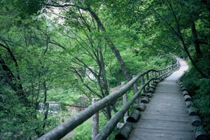 千ヶ滝せせらぎの道の画像