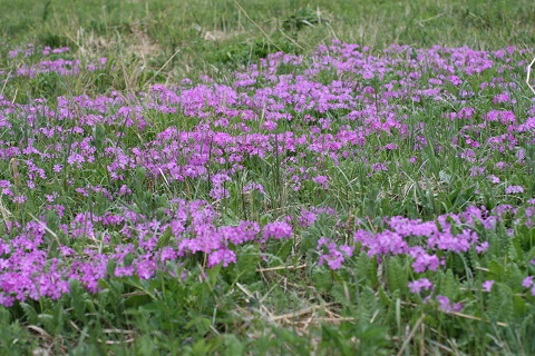 サクラソウの花の写真