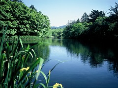 雲場池　緑1の画像