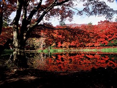紅葉の雲場池サイドの画像
