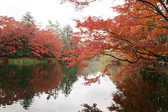 雲場池　紅葉（2）の画像