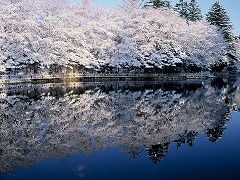 冬の雲場池の画像