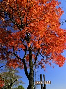 見晴台の紅葉の画像