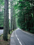 緑のカラマツ並木
