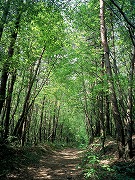 信濃路自然歩道　緑の画像