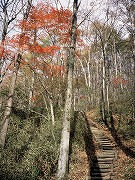 信濃路自然歩道　紅葉の画像