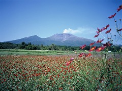 コスモスと浅間山の画像