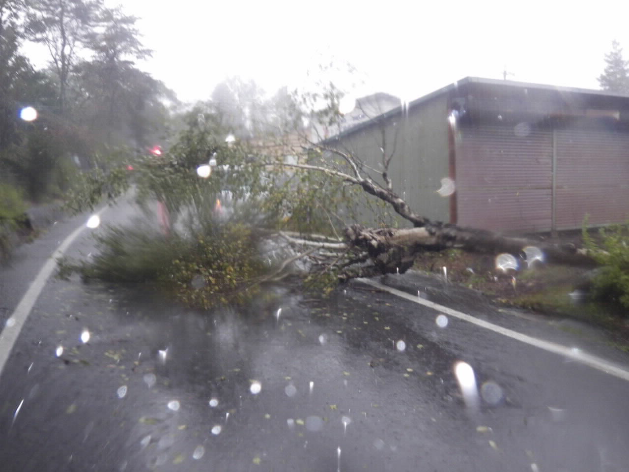 台風、強風、積雪などで敷地内の樹木が倒れ、道路の通行に支障が発生しています。の画像