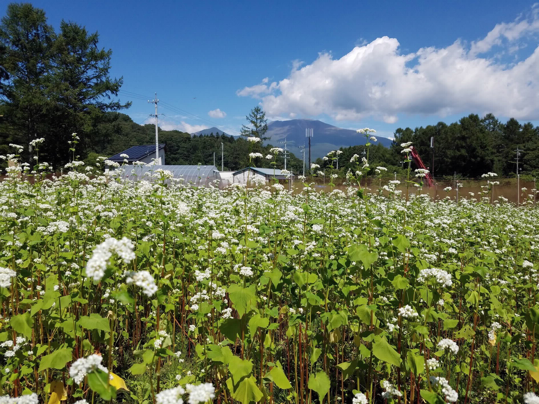 そばの花の画像