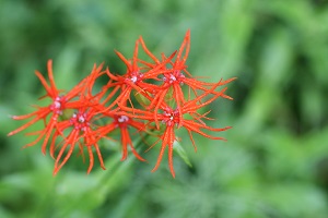エンビセンノウの花の写真