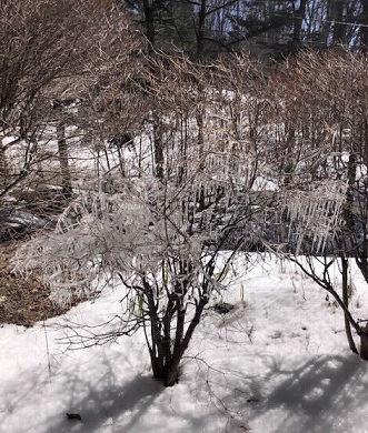 軽井沢町歴史民俗資料館東側　凍った植物の写真