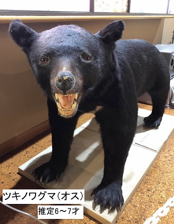 軽井沢町歴史民俗資料館展示室　ツキノワグマの剥製の画像