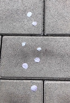軽井沢町資料館　入口付近の画像　散った桜の花びら