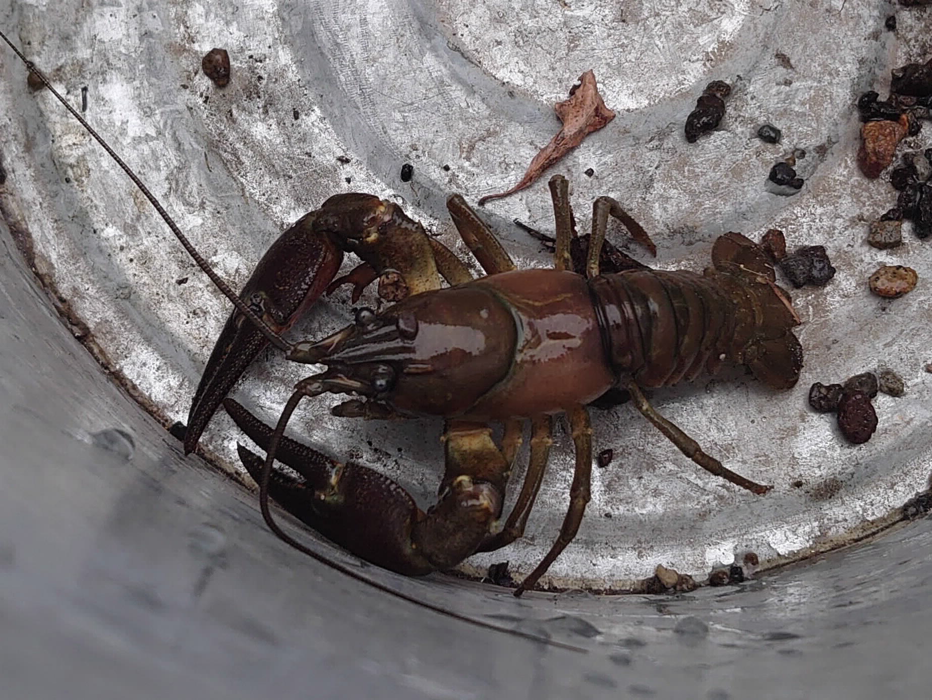 バケツの中のウチダザリガニ