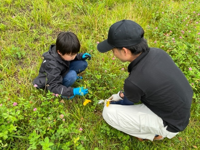 大日向区と協働でオオキンケイギクの駆除活動を行いました（令和5年度）の画像4