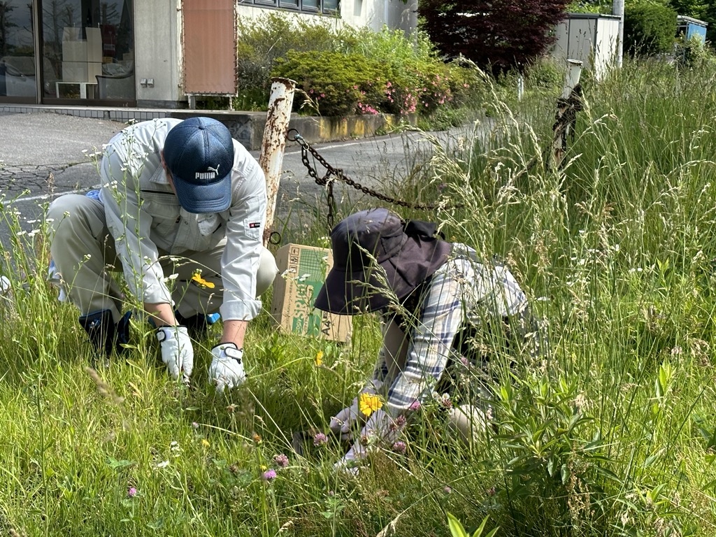 三ツ石区と協働でオオキンケイギクの駆除活動を行いました（令和5年度）の画像2