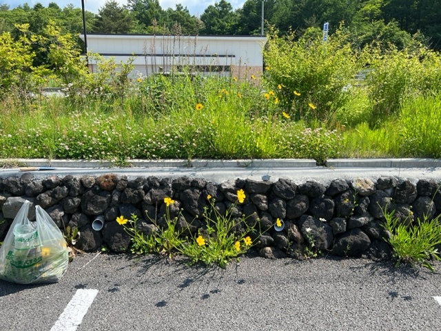 アスファルトに咲くオオキンケイギクの様子の画像