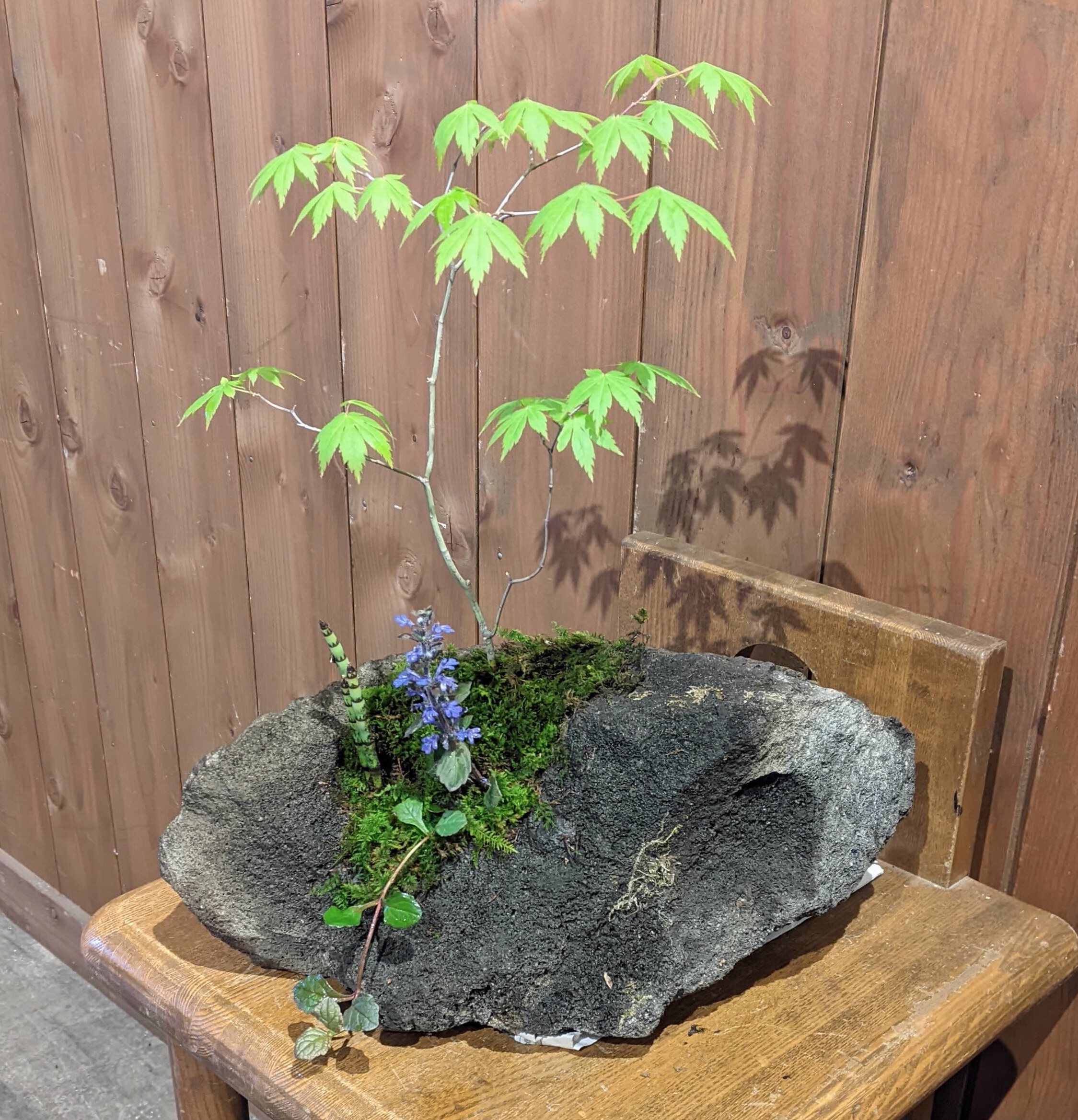完成した盆栽の画像
