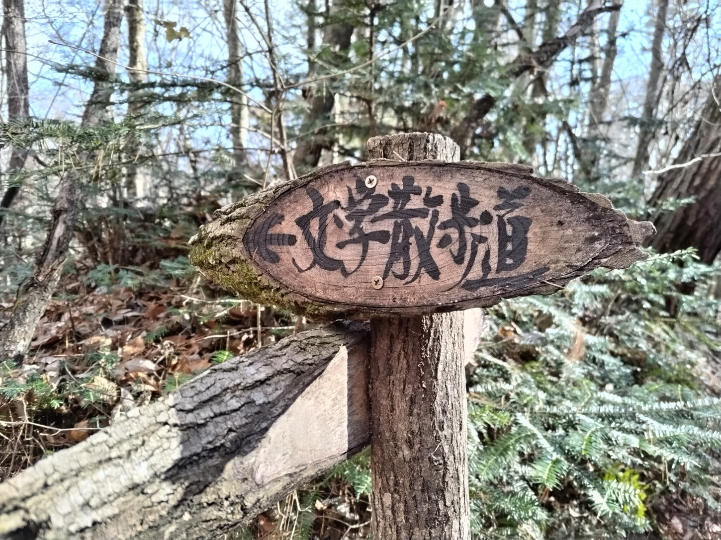 秋の散策会を開催しましたの画像4