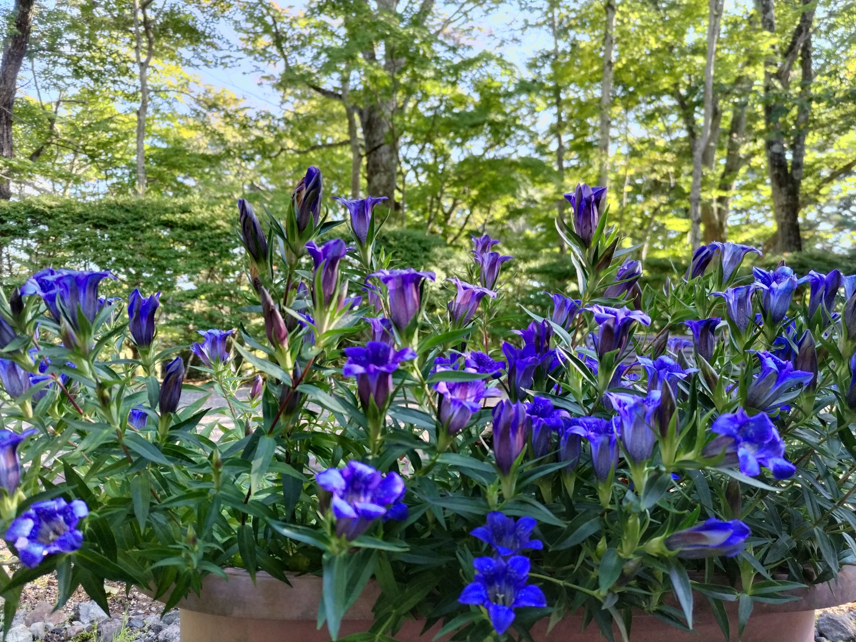 鉢の中で毎年花をつけるリンドウたちの画像