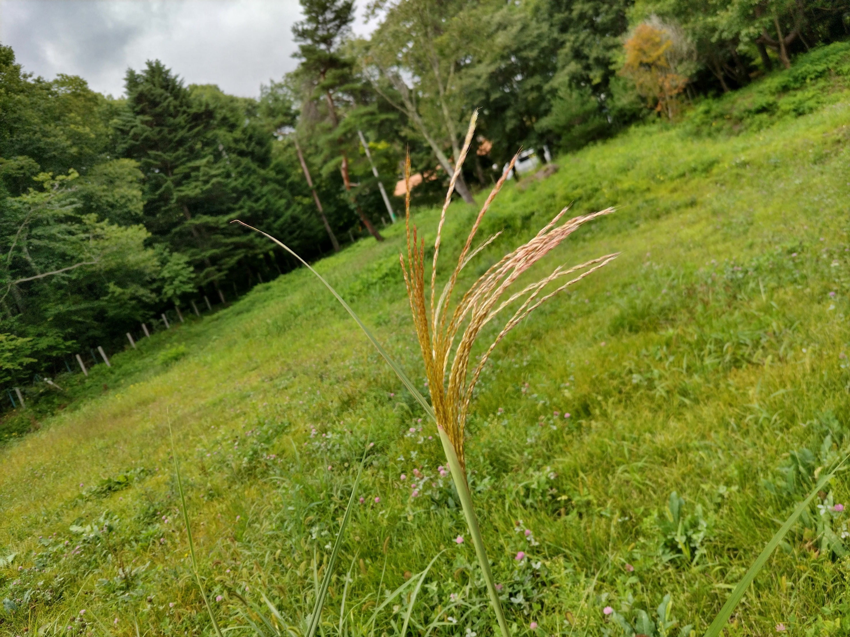 郷土館だより　令和4年9月の画像