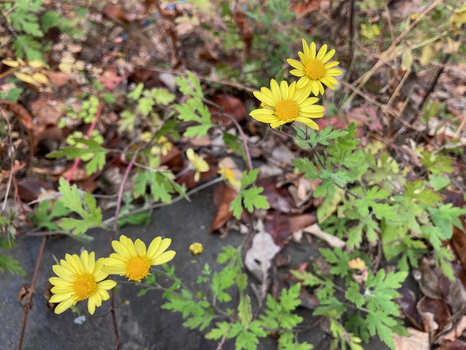 アワコガネギクの花の写真
