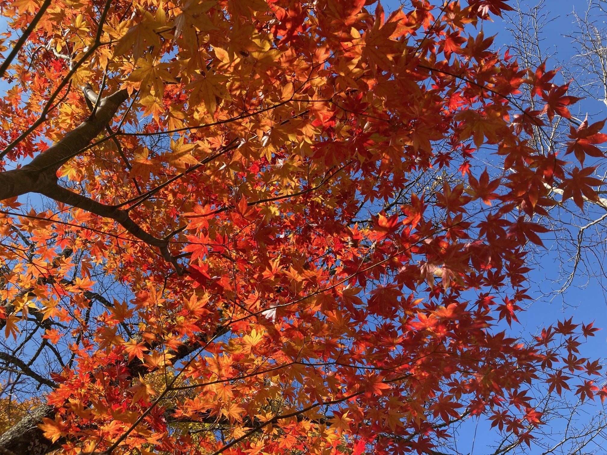 オオモミジの紅葉の写真