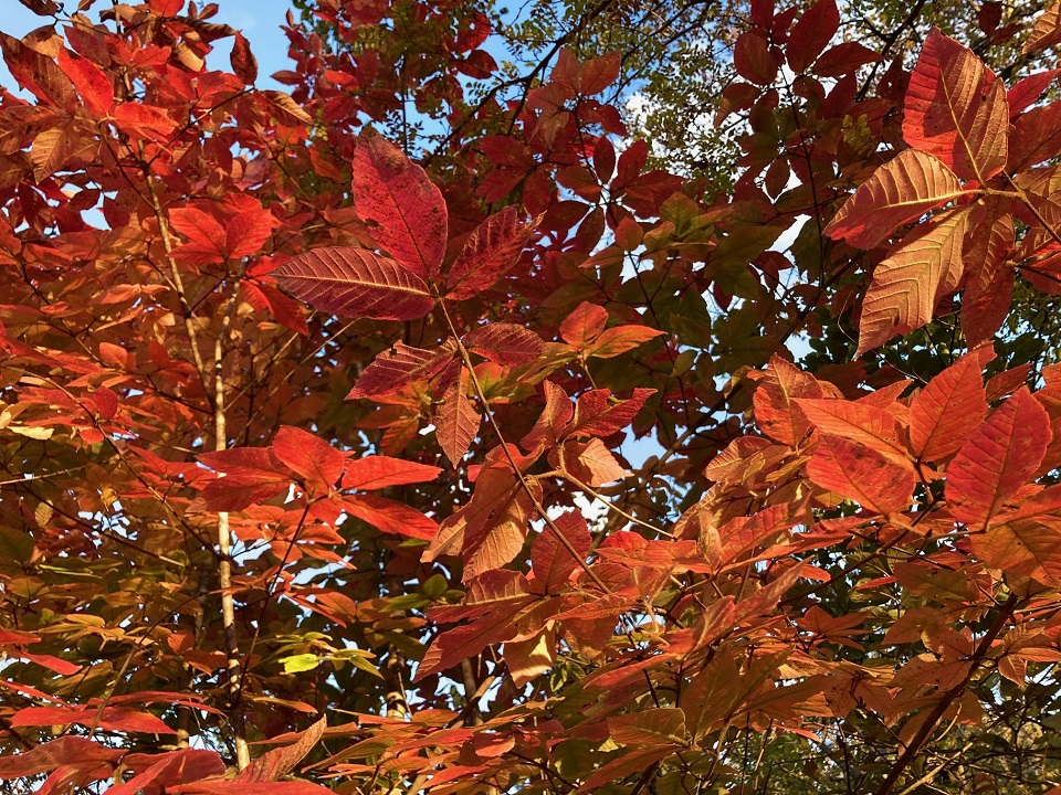 メグスリノキの紅葉の写真