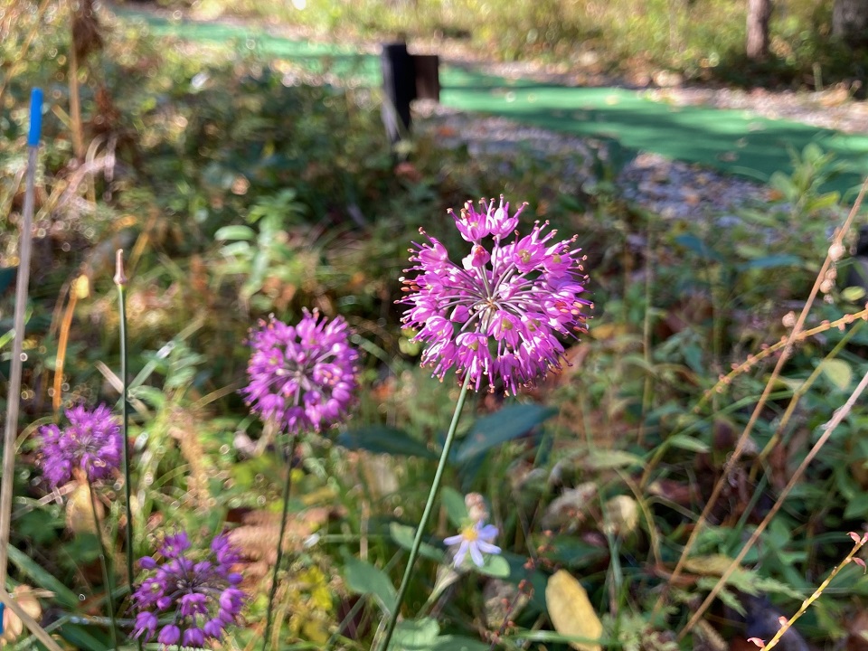 ヤマラッキョウの花の写真