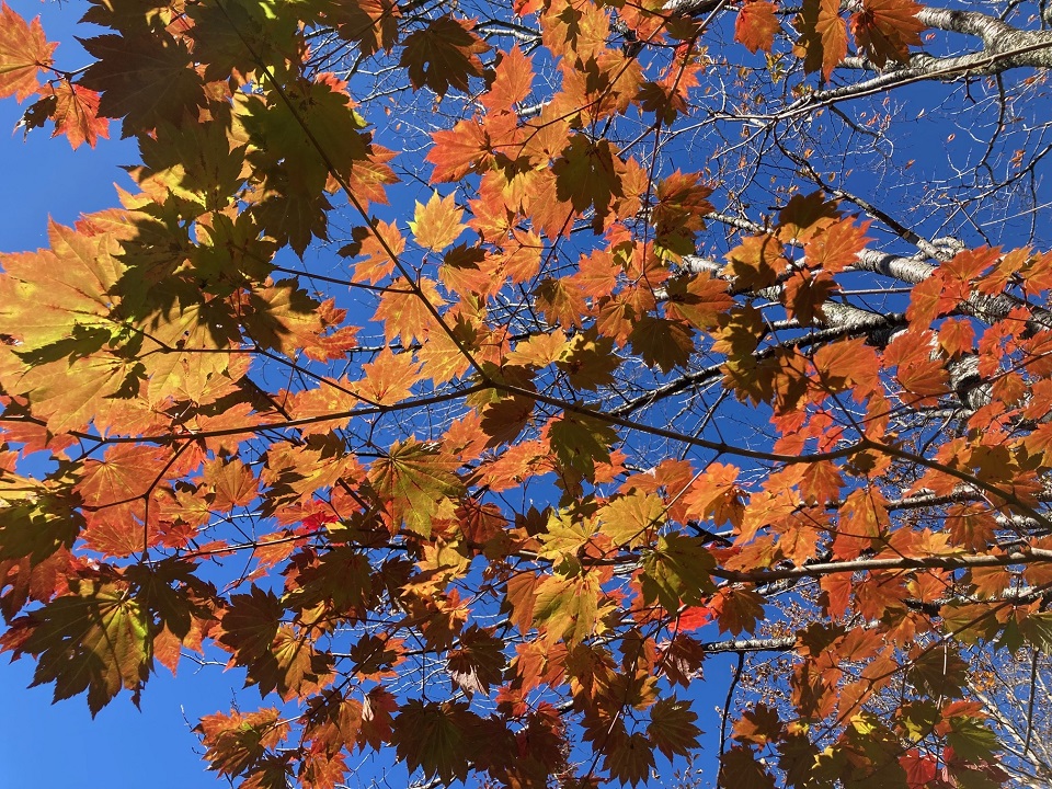 ハウチワカエデの紅葉の写真