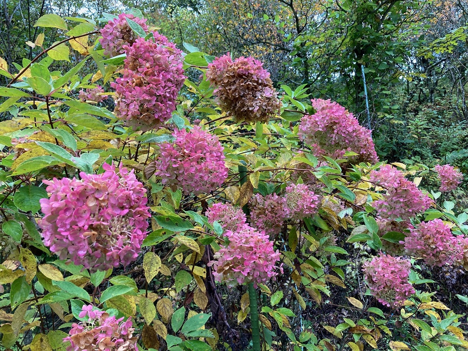 ミナヅキの花の写真