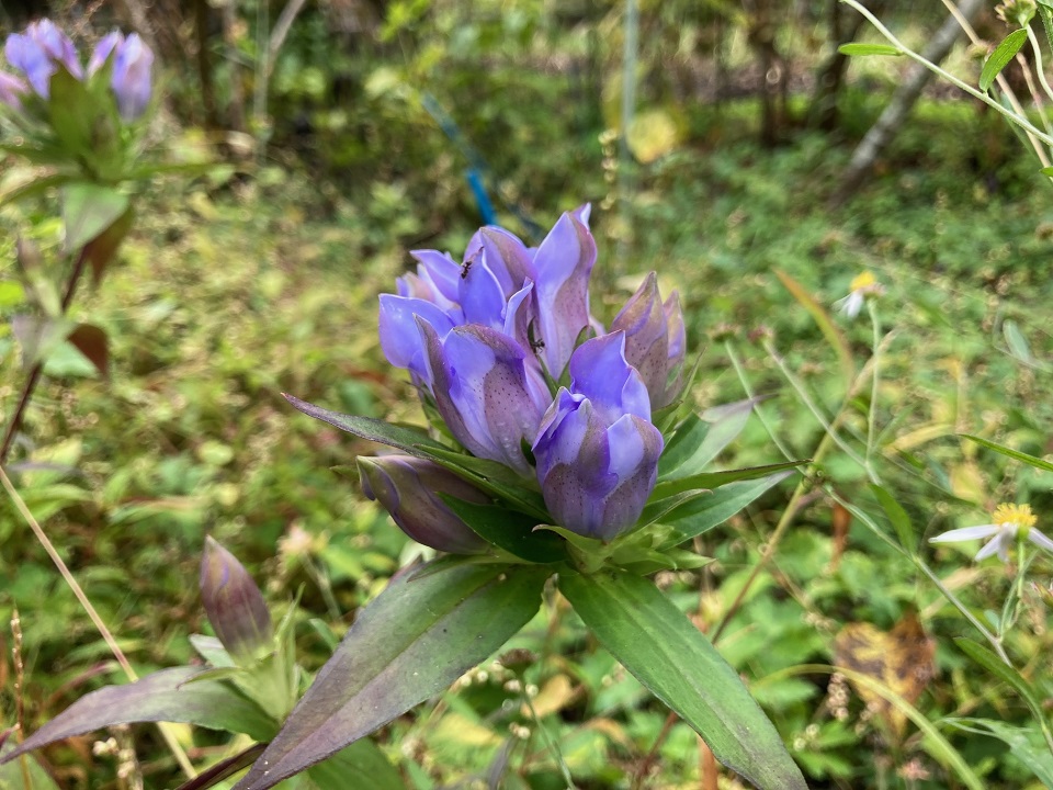 リンドウの花の写真