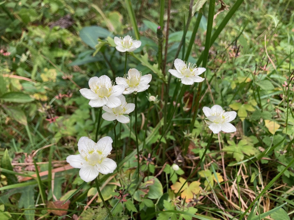 ウメバチソウの花の写真