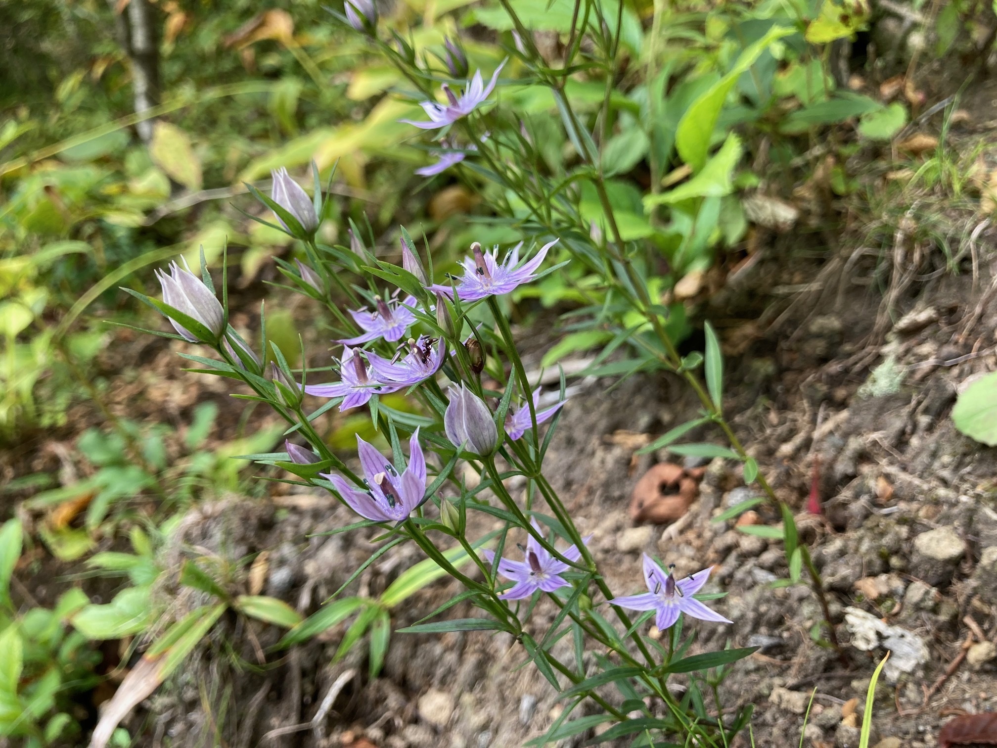 ムラサキセンブリの花の写真