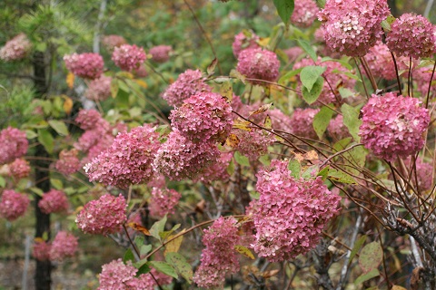ミナヅキの花の写真