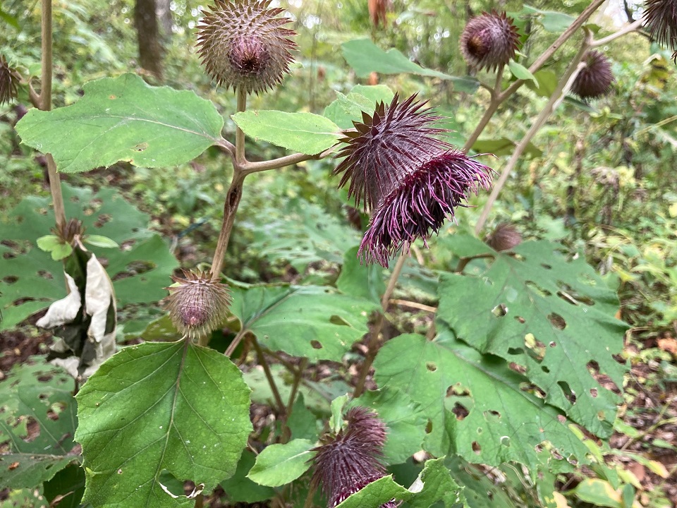 オヤマボクチの花の写真