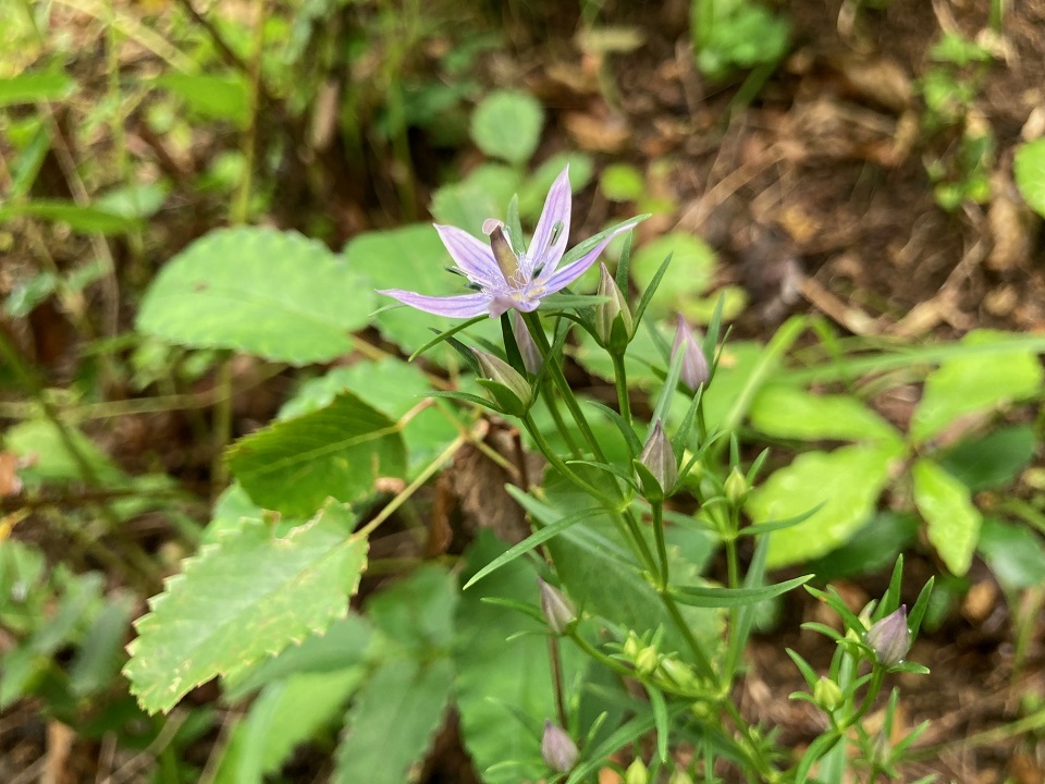 ムラサキセンブリの花の写真