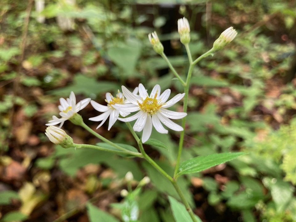 ヤマシロギクの花の写真