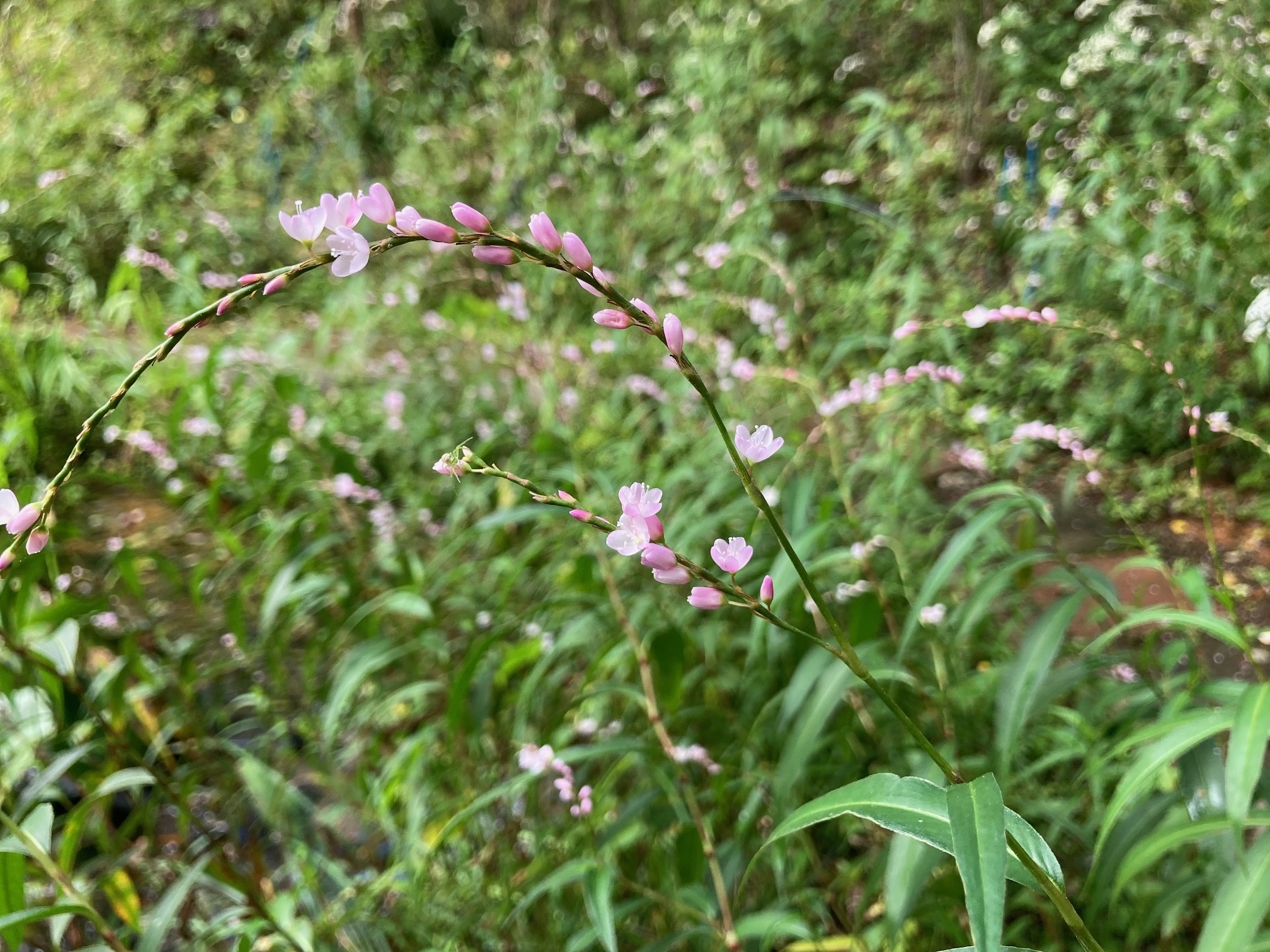 サクラタデの花の写真